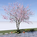 Garden Landscape Featuring Pink Flowering Tree Stone Path Grass And Orange Fruits