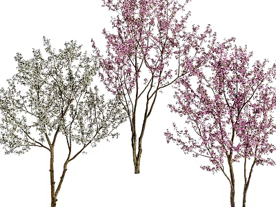 Three Arbor Trees Featuring Pink Blossoms Green Foliage And Diverse Branch Shapes 3d model