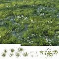Green Grass and White Flowers Thriving in Natural Wetland Pond Environment