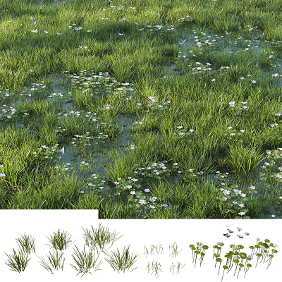 Green Grass and White Flowers Thriving in Natural Wetland Pond Environment 3d model