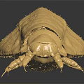 Yellowish Beetle With Elliptical Body And Six Legs On Dark Reflective Surface