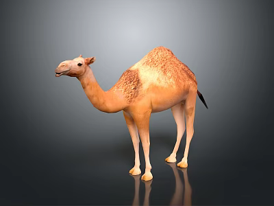 Light Brown Dromedary Camel Standing On Dark Background With Reflective Surface 3d model