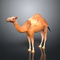 Light Brown Dromedary Camel Standing On Dark Background With Reflective Surface