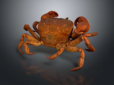 Detailed Brown Aquatic Crab With Large Claws And Segmented Body 3d model