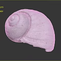 Aquatic Animal Shell With White Spiral Shape And Textured Surface