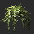 Hanging Basket Plant with Lush Green Trailing Leaves for Indoor Decoration