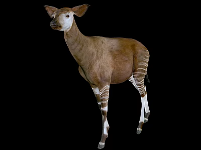Okapi with Brown Body and White Striped Legs Standing on Black Background 3d model