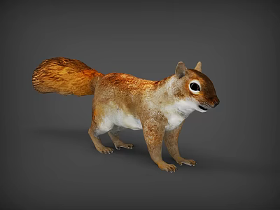 Realistic 3D Squirrel Model With Brown White Fur And Fluffy Tail Standing On Gray Background 3d model