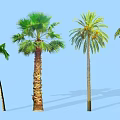 Various Types of Palm Trees Against Blue Sky with Distinct Trunk and Frond Features