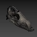 3D Rendered Animal Skull Anatomy Showing Internal Vascular System Details