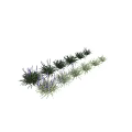 Lavender and Grass Plants with Purple Flowers and Green Leaves in Various Growth Stages