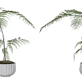 Two Elegant Bonsai Potted Plants With White Pots And Slender Leaves