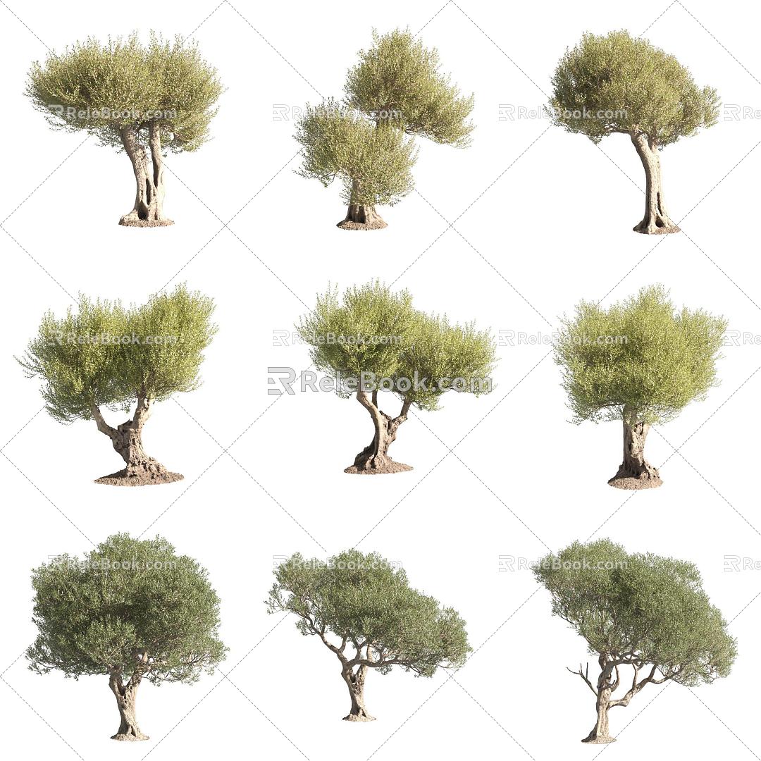 Olive wood Oleaceae landscape tree 3d model