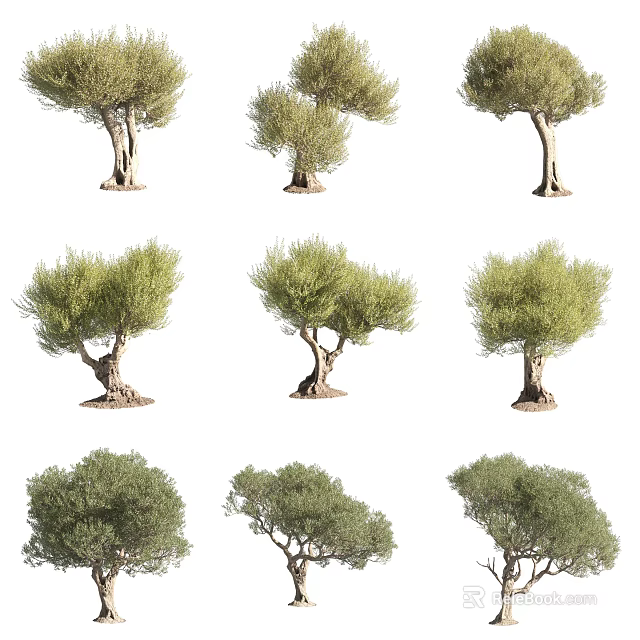 Different Olive Trees With Unique Trunk Shapes And Lush Green Foliage 3d model 