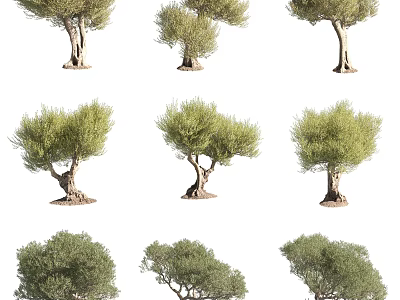 Different Olive Trees With Unique Trunk Shapes And Lush Green Foliage 3d model