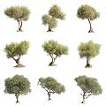 Olive wood Oleaceae landscape tree 3d model