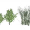Tall Green Bamboo Plants Growing On Ground Under Blue Sky With White Clouds