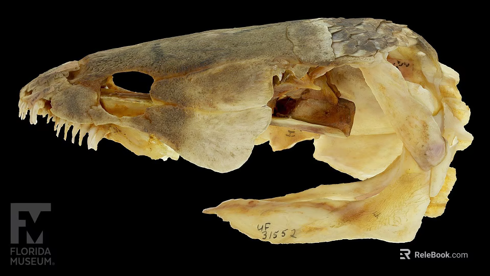 Skeleton Specimen Of Animal Skull With Sharp Teeth And Bone Structure 3d model 