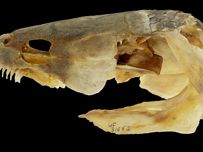 Skeleton Specimen Of Animal Skull With Sharp Teeth And Bone Structure 3d model