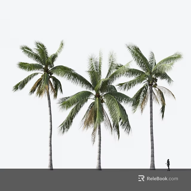 Tall Palm Trees With Lush Green Fronds In Tropical Landscape And Person 3d model 