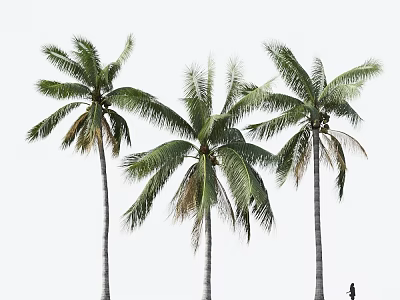 Tall Palm Trees With Lush Green Fronds In Tropical Landscape And Person 3d model
