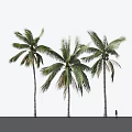 Tall Palm Trees With Lush Green Fronds In Tropical Landscape And Person