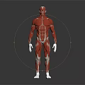 Human Organ Muscle Anatomy 3D Model Showing Detailed Body Structures