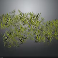 Green Grass Like Plants With Dense Growth On Dark Reflective Background 3d model