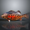Vibrant Red And Black Spotted Aquatic Fish With Detailed Scales And Shiny Body