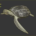 Turtle Cartoon Turtle Snapping Turtle Chickbill Turtle Reptile Cold Blooded Animal Reptile Class 3d model