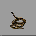 Yellow and Black Coiled Snake with Raised Head in Various Positions as Reptile