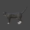 Gray And White Cat With Yellow Eyes In Standing Alert Stance