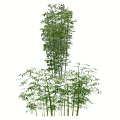 Different Types of Green Bamboo Plants with Lush Foliage and Tall Stems