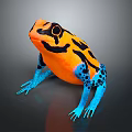 Vibrant Orange Black and Blue Patterned Frog with Colorful Body and Blue Legs