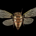 Flying Insect Cicada With Transparent Veined Wings And Dark Exoskeleton Body