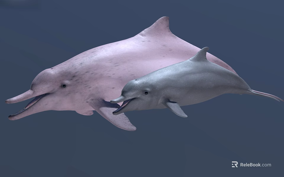 Two Pink and Gray Dolphins Swimming Together in Natural Underwater Habitat 3d model 