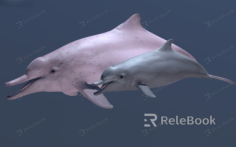 dolphins marine animals model