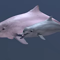 Two Pink and Gray Dolphins Swimming Together in Natural Underwater Habitat