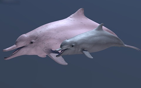 dolphins marine animals 3d model