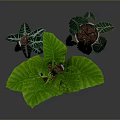 Indoor Decorative Plants With Large Green Leaves And Variegated Foliage In Ceramic Pots