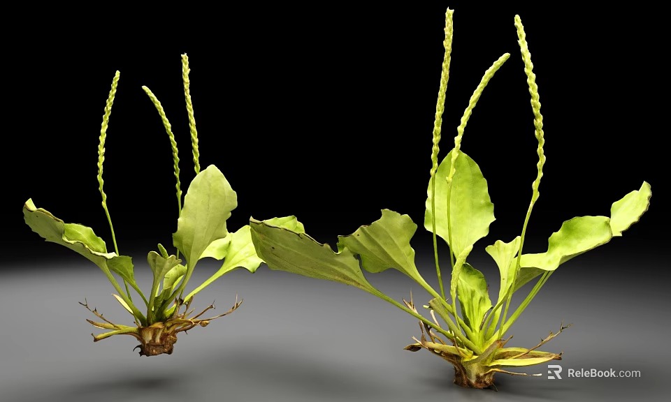 Green Leafy Plants With Long Flower Stems And Visible Roots On Black Background 3d model 