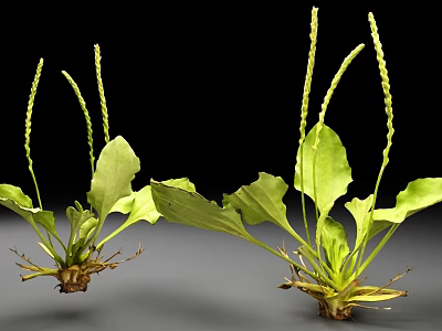 Green Leafy Plants With Long Flower Stems And Visible Roots On Black Background 3d model