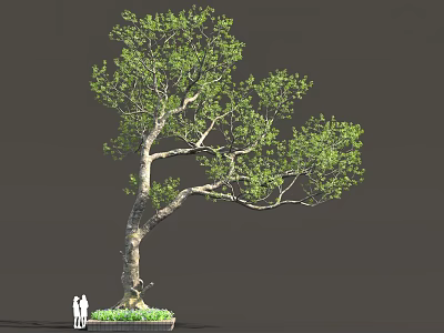 Tall Arbor With Curved Trunk Green Foliage And Two People Standing Nearby 3d model