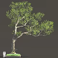 Tall Arbor With Curved Trunk Green Foliage And Two People Standing Nearby