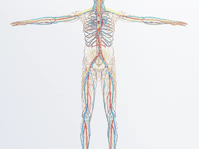 modern vascular human medical specimen male nervous system 3d model
