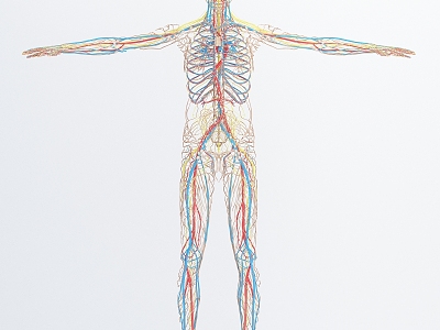 modern vascular human medical specimen male nervous system model