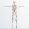 Full Body Human Anatomy Diagram Showing Vascular and Skeletal Systems for Medical Devices
