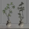 Indoor Decorative Bonsai Plants In White Textured Vases Against Light Wall