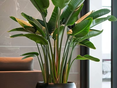 Tall Indoor Potted Plant With Large Green Leaves For Living Room Decorative Home 3d model