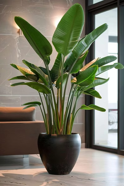 Tall Indoor Potted Plant With Large Green Leaves For Living Room Decorative Home 3d model